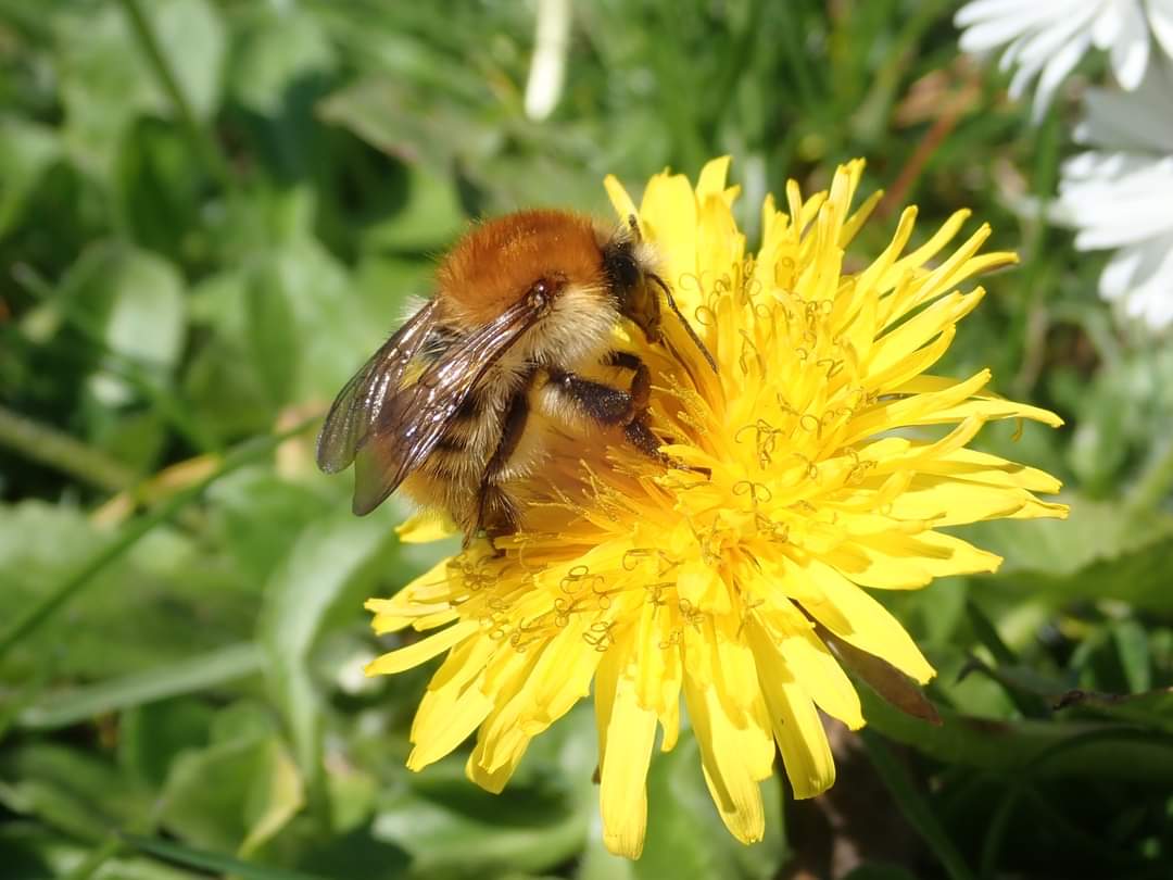 't Is weer zover. De béste bijenplant aller tijden staat weer gratis en voor niks overal te bloeien. Alleen jammer dat iedereen die altijd verwijderd ... om dan iets voor de bijen te willen doen...