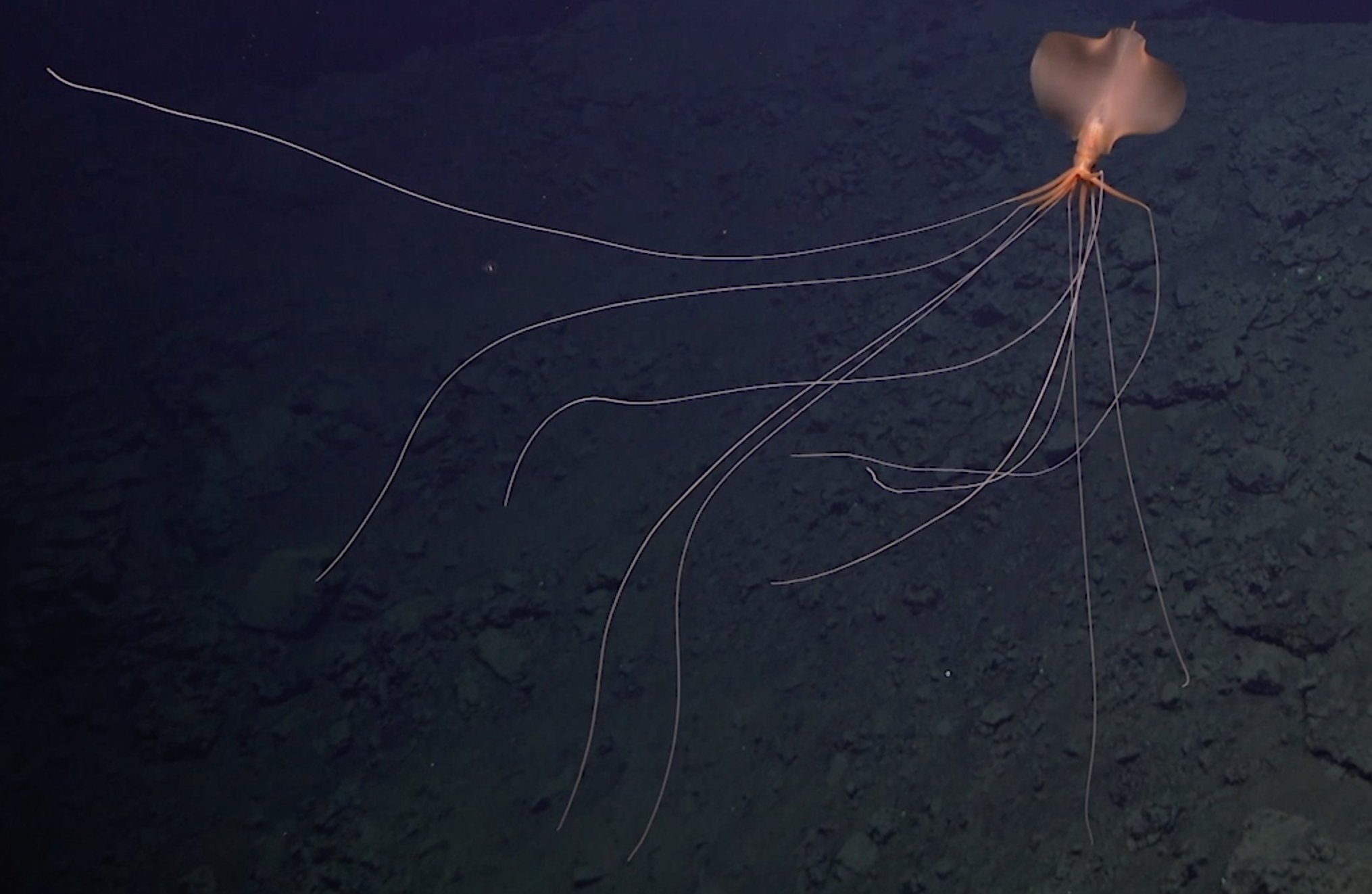 Schmidt Ocean on Twitter: "From our friends at @oceanexplorer : Large fins  &amp; long appendages (8 arms 2 tentacles) w/ elbow-like bends give bigfin  squid distinctive appearance. They can exceed 6m (19.7
