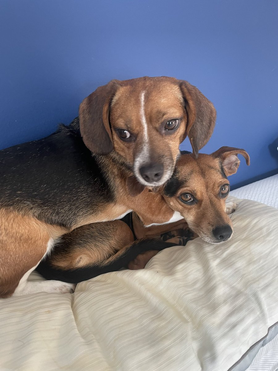 My older brother annoyed me today. He took my spot on the bed. I showed him who’s boss.  💪#trappertweets #DogsOnTwitter #puppylove #beagle