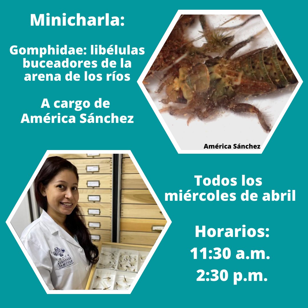 MuseoNaturalRD's tweet photo. En la Minicharla de este mes, nuestra bióloga América Sánchez estará conversando sobre: “Gomphidae: libélulas buceadores de la arena de los ríos”.
📆 Fecha: todos los miércoles de abril
🕦🕝 Horarios: 11:30 a.m. y 2:30 p.m.
#MuseoNaturalRD #museosrd #Libelulas #Gomphidae https://t.co/xbCCCAhEWB