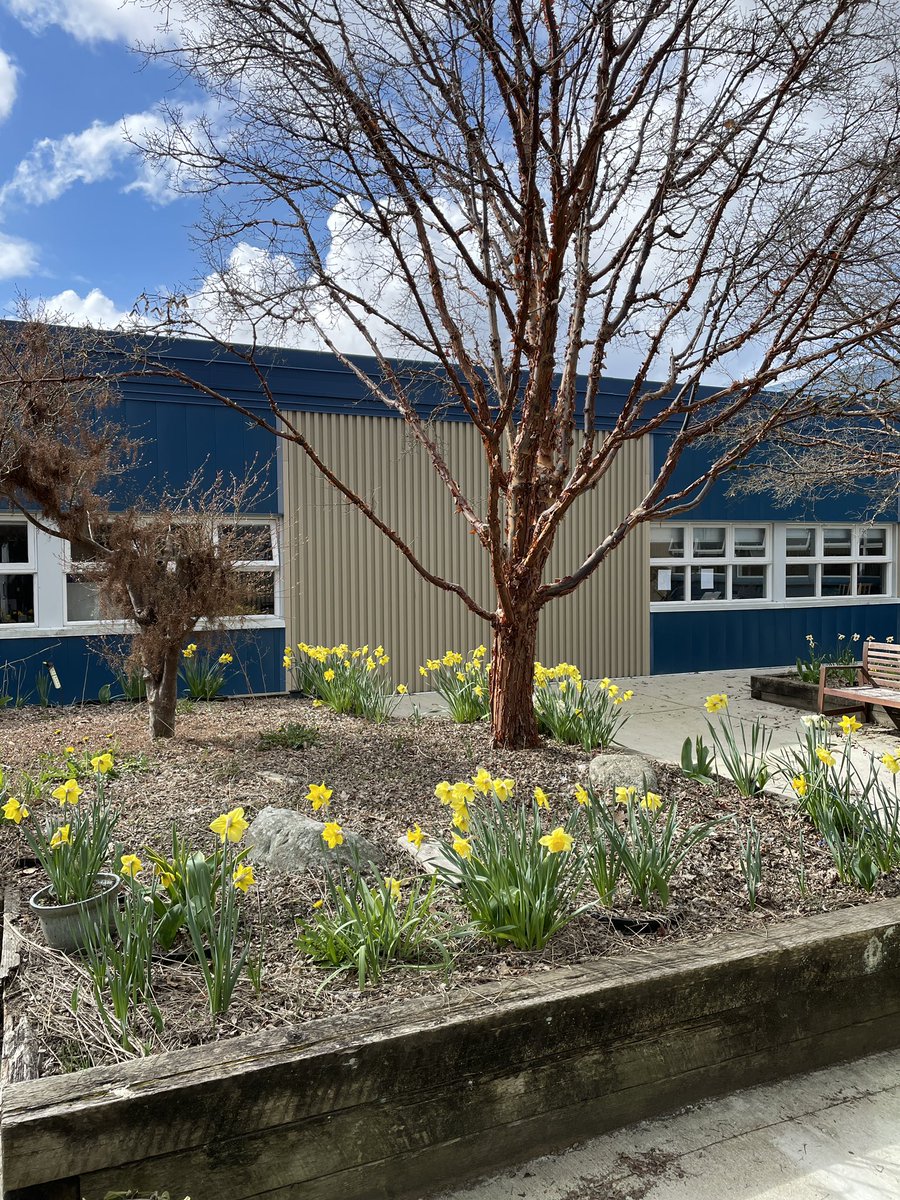 Spring has sprung on the Manoah Steves courtyard! We are pleased not only to have flowers, but also a number of visiting goldfinches. #sd38learns