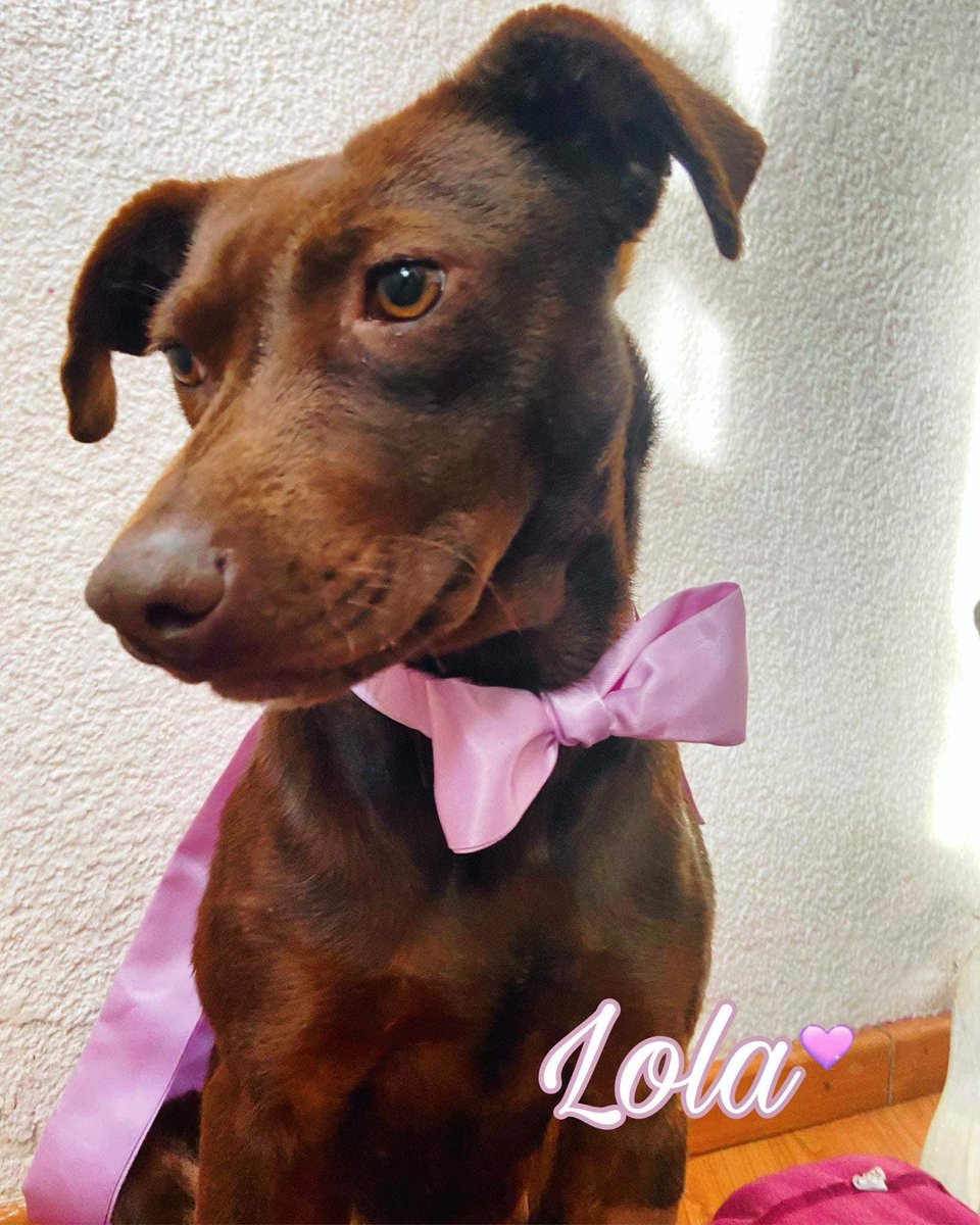 RescateAnimal's tweet photo. ¡Ella es Lola! Y está lista para conocer a su nueva familia 

-Hembra 
-Edad aprox: año y medio 
-Esterilizada y vacunada
-Mediana 
-Muy amorosa 
-Le encanta jugar 
-Convive con otros perritos

Si deseas adoptarla por favor comunícate al teléfono 5529553836 https://t.co/3VF0tOrruM