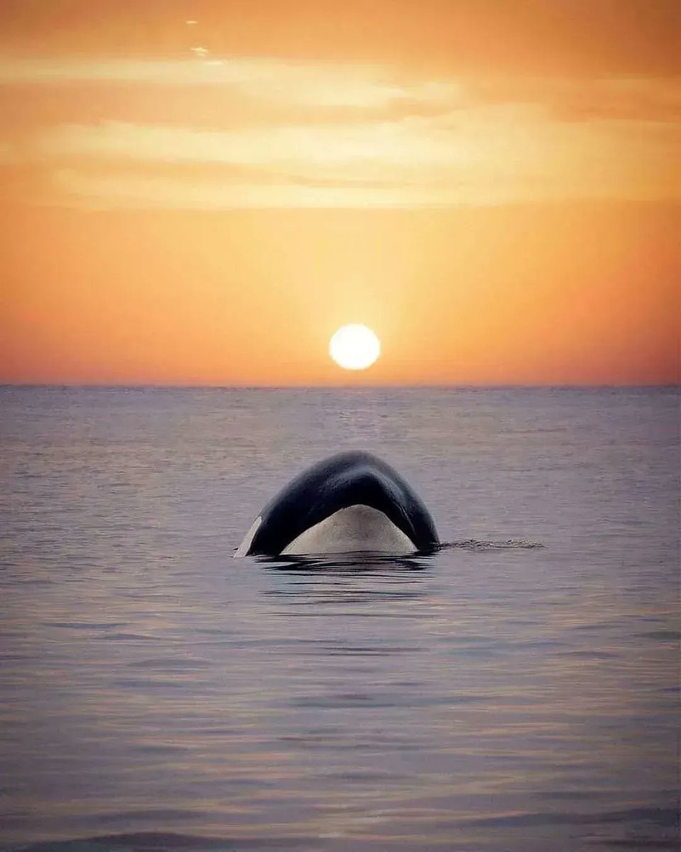 fubiz's tweet photo. Playful Moments between the Sun and a Killer Whale ☀️🌊 https://t.co/tkOLC5MLYI