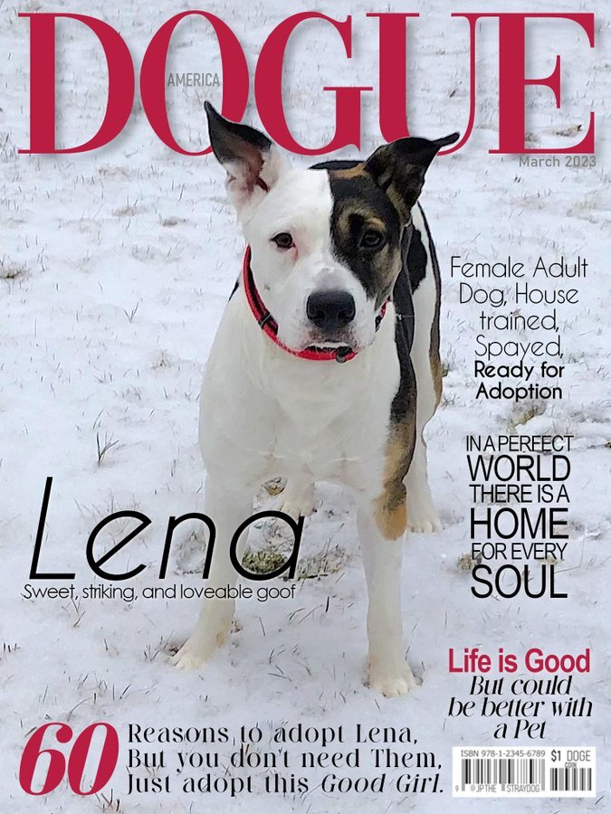 lisaburkin's tweet image. Foster girl Lena is available for Adoption: