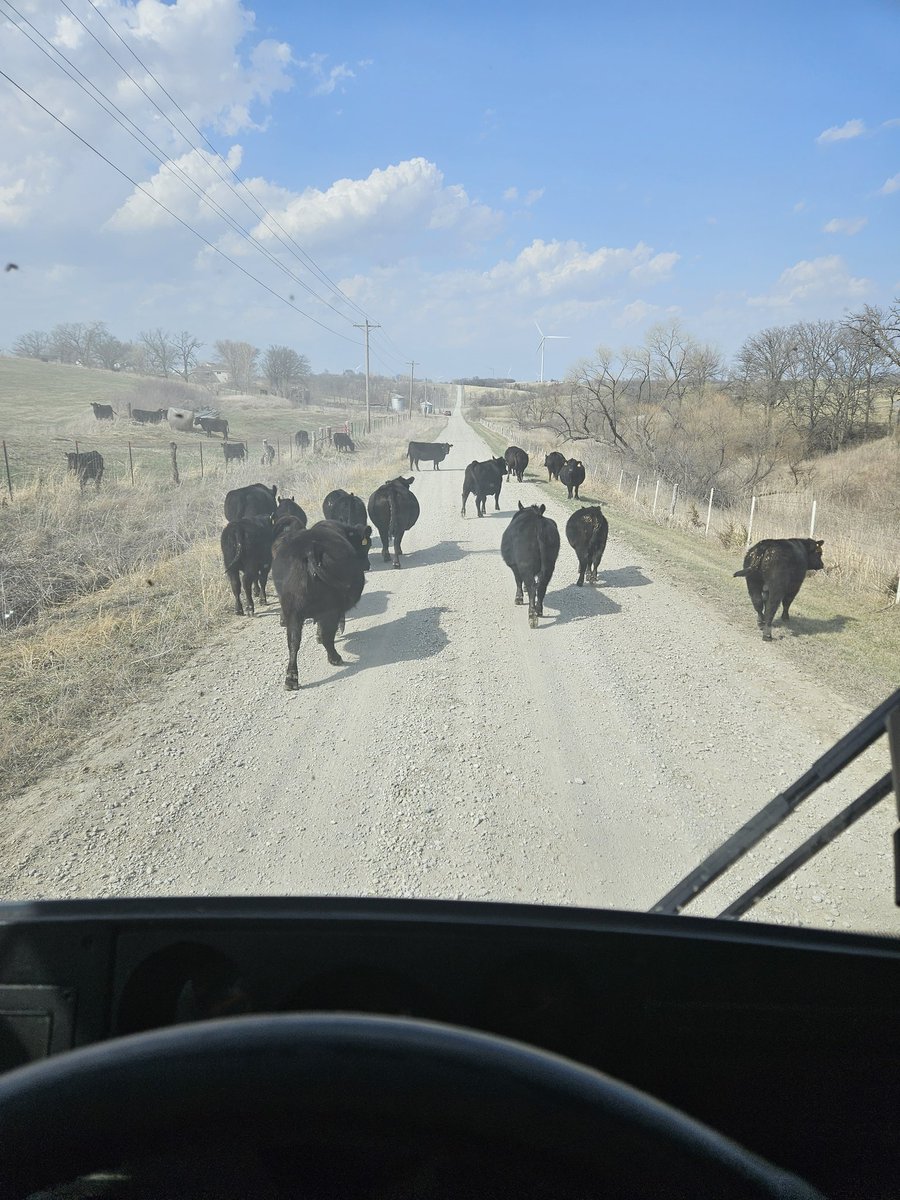 JJ_SAFECATS's tweet image. 9 years of bussing and have never witnessed this behind the wheel. Fitting that it was on Ag Contest day. #RoundEmUp #OwnTheRoad #MoooooveOver @NWMSU_Ag