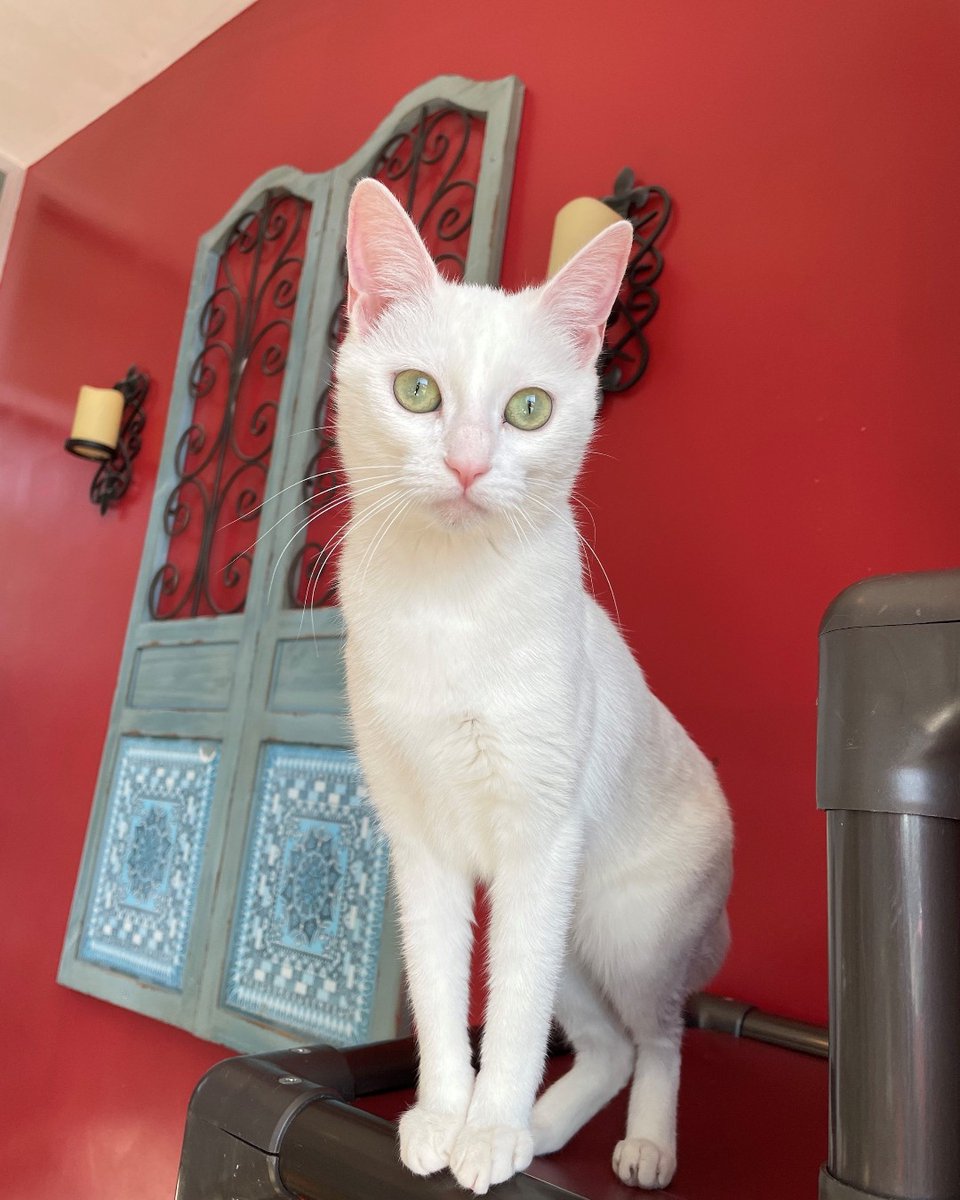 She's playful, she's sweet, and she's cute as a button! Blanche loves being around her people and will let you know it by roaming around your legs and giving you the tiniest headbutts. Come meet this Golden Girl at the Redwood City shelter today!