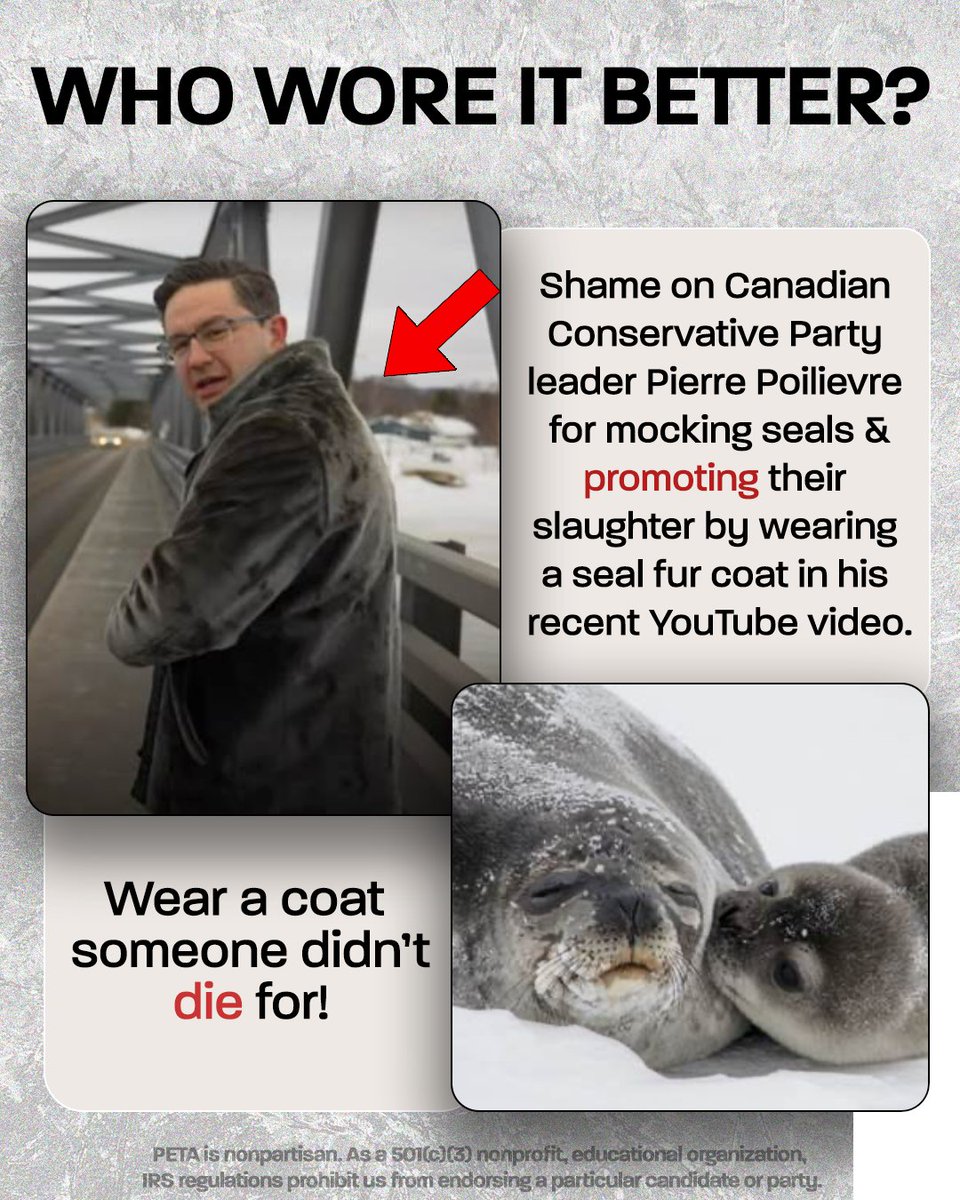 peta's tweet photo. This is atrocious, @PierrePoilievre.
 
Many seals are less than a month old when shot or clubbed to death for coats like the one you’re wearing—boasting about it is heartless.
 
Disgusted? Help seals now! 👉 https://t.co/3NFUGtbsy8 https://t.co/0Z1MhYbX33