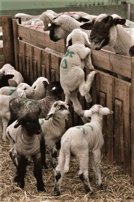 Baby lambs desperately trying to climb to their mothers voice, smell love and touch before they are carted off to the slaughterhouse for someone’s roast dinner or a cafe’s or pub’s 
Easter special of Roast baby Lamb !