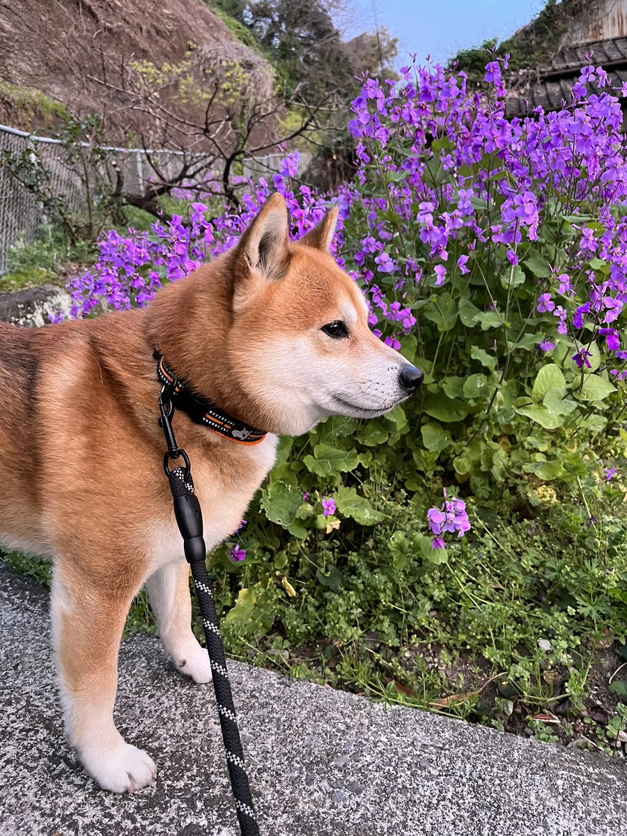 #花 #写真
#柴犬 #shibainu #犬 #dogs 

ファイトー！ https://t.co/mdbBI42MEE