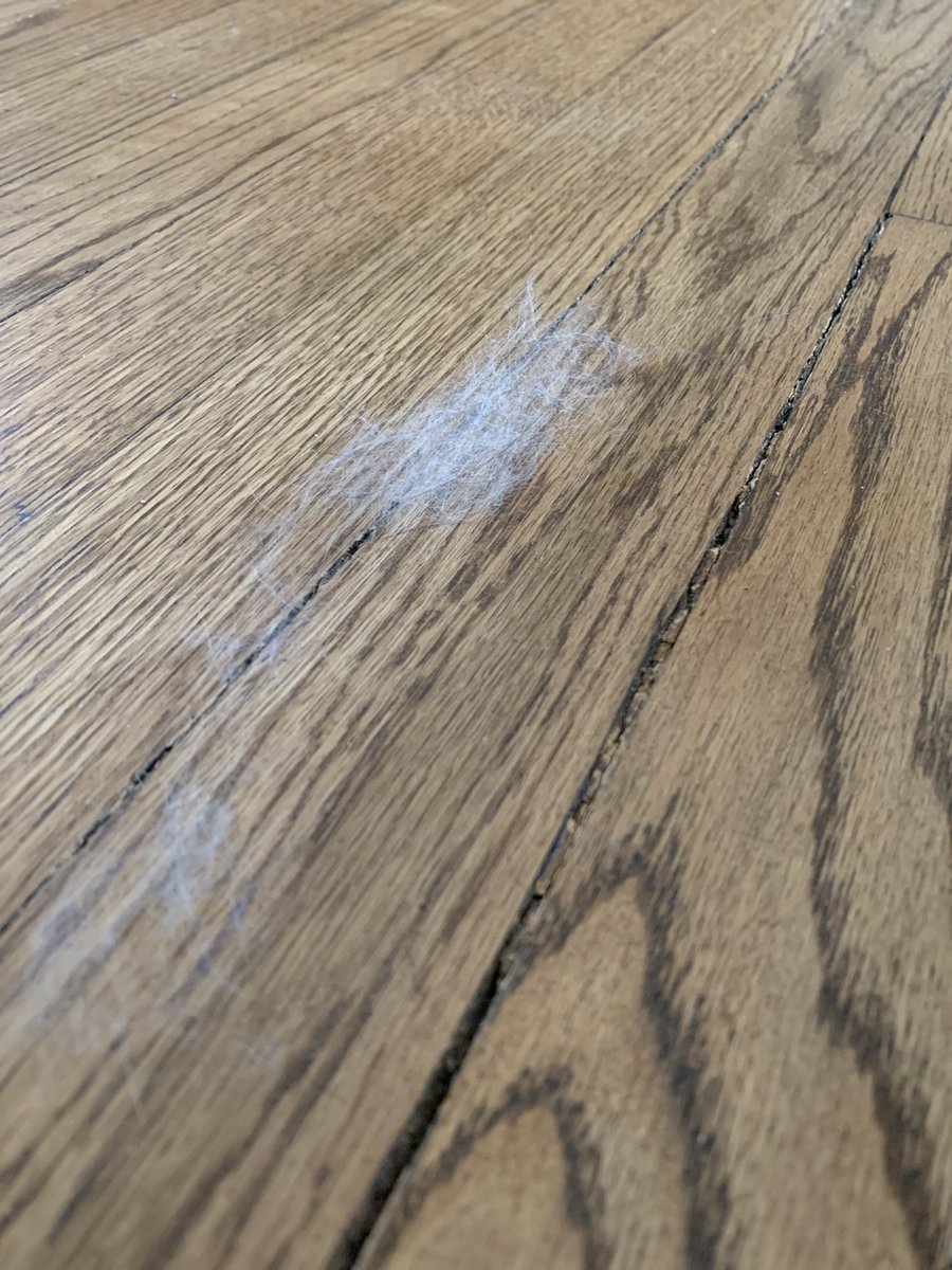 PushingGraphite's tweet image. windows are open for the first time, the dust bunnies herd up and migrate to the other side of the house #spring2023