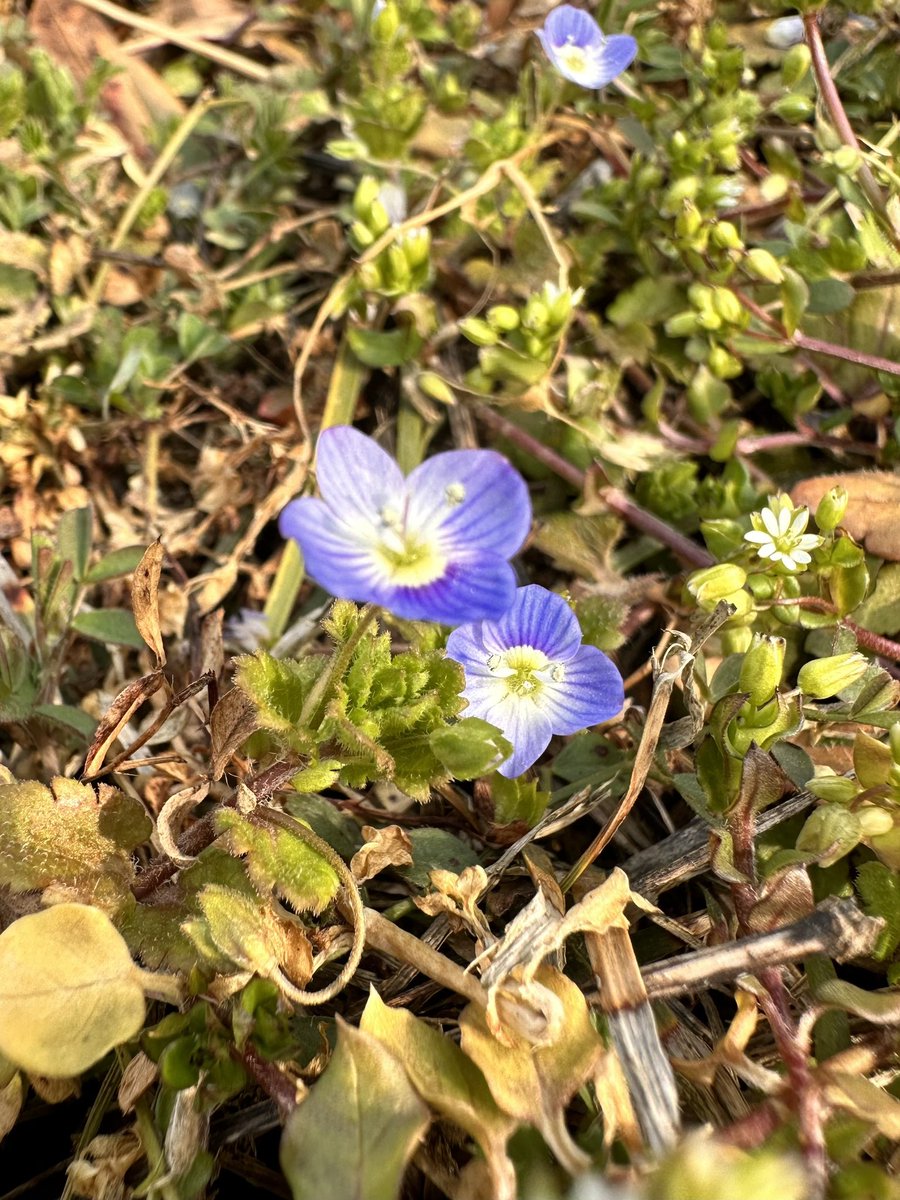 rika_miy's tweet photo. 小さな春 😊

#littlespring #小さな春 #spring #春 #sunshine #お日さまの日差し #flower #花  #nature #自然 https://t.co/H4L46VSpC3