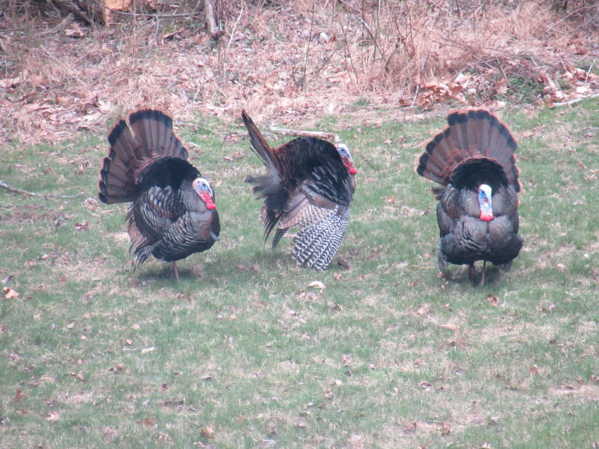 Dr Christine Sarteschi LCSW On Twitter There Were At Least 30 dr-christine-sarteschi-lcsw-on-twitter-there-were-at-least-30