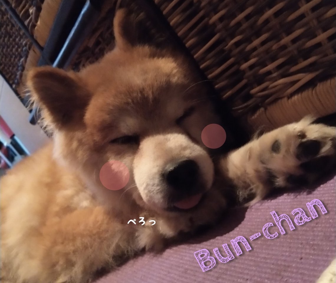 Tocchimen_oasis's tweet photo. .
#ぶんちゃん登場 😇
懐かしの一枚 🐾U^ェ^U
ぺろっ(๑´ڡ`๑)
#写メ日記
#shibadog🐕
#shibainulovers❤️🎶🐕
#柴犬家族
#しばいぬのきもち
#柴犬大好き
#いぬのきもち
#なすがままされるがまま
#いやしわんこ
#豆柴 人形
#相互フォロー
#いいね返し
#愛らしい
#shibainu
#bunchan
#家族
#family https://t.co/QzLDT6klro