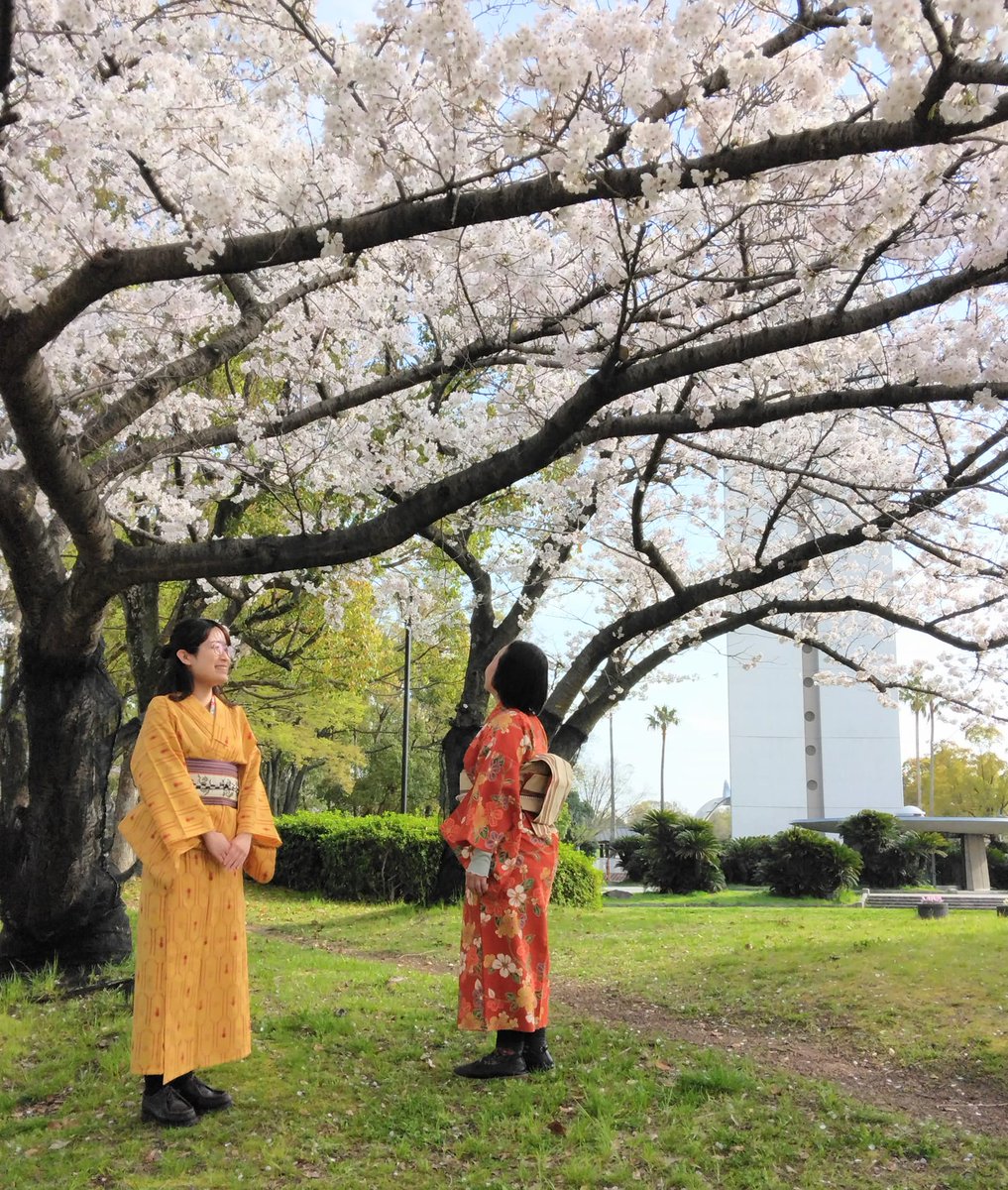 chirimenbunnyjp's tweet photo. おはよう!from Japan
Wow! Lovely!
The kimono and the cherry blossom tree are a perfect match! My friend's store, #KamiCafe's event
The cherry blossoms are going to be scattered by the rain this week
They are always in full bloom around the time of the entrance ceremony next week https://t.co/FqCiNut8Dc