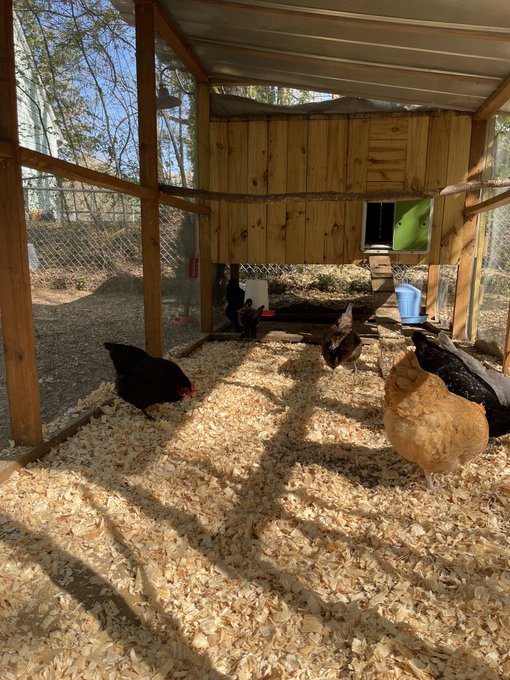 When I&rsquo;m not doing anal, I&rsquo;m hanging out in my chicken coop. https://t.co/8cNWW0InAO<a href="/tag/hireme"class="tags"><span>#hireme</span></a><a href="/tag/talentscouts"class="tags"><span>#talentscouts</span></a><a href="/tag/upandcomingactress"class="tags"><span>#upandcomingactress</span></a>