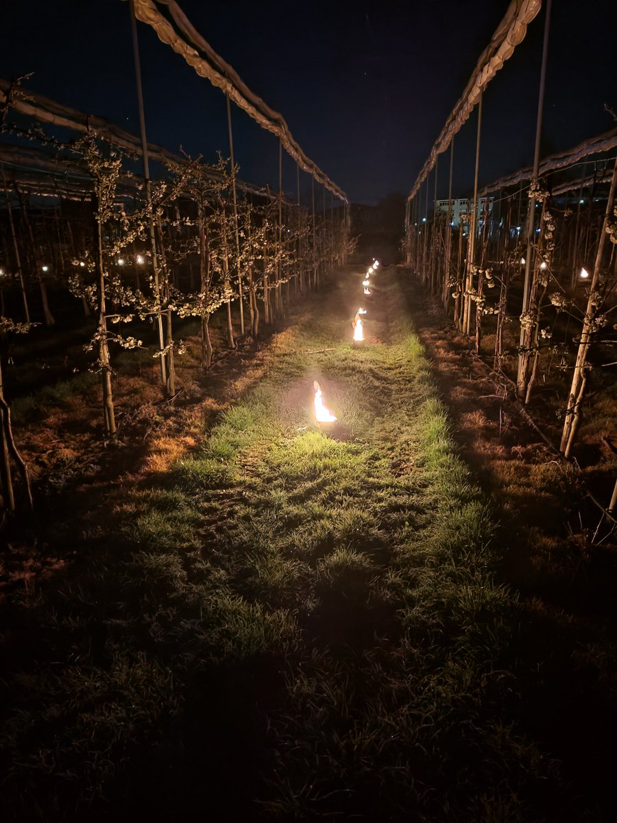 rjwellner's tweet photo. Vroege kersen rassen beschermen tegen vorst schade! #hollandsfruit #cherryblossoms https://t.co/Ku8bPMSjvJ