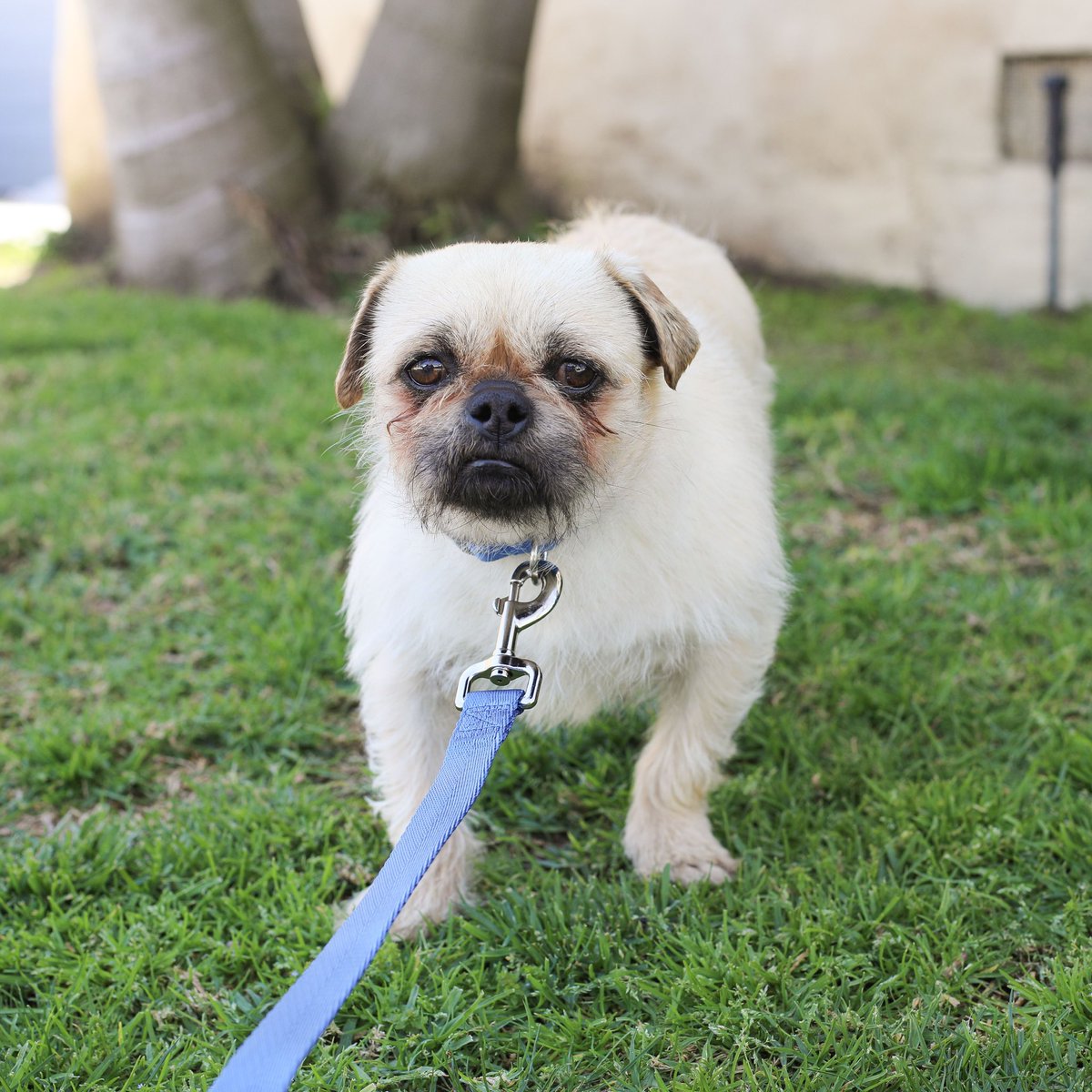 Adopt Walnut 💕💕tweet me for inquiry 💕💕 itsyogishouse.org