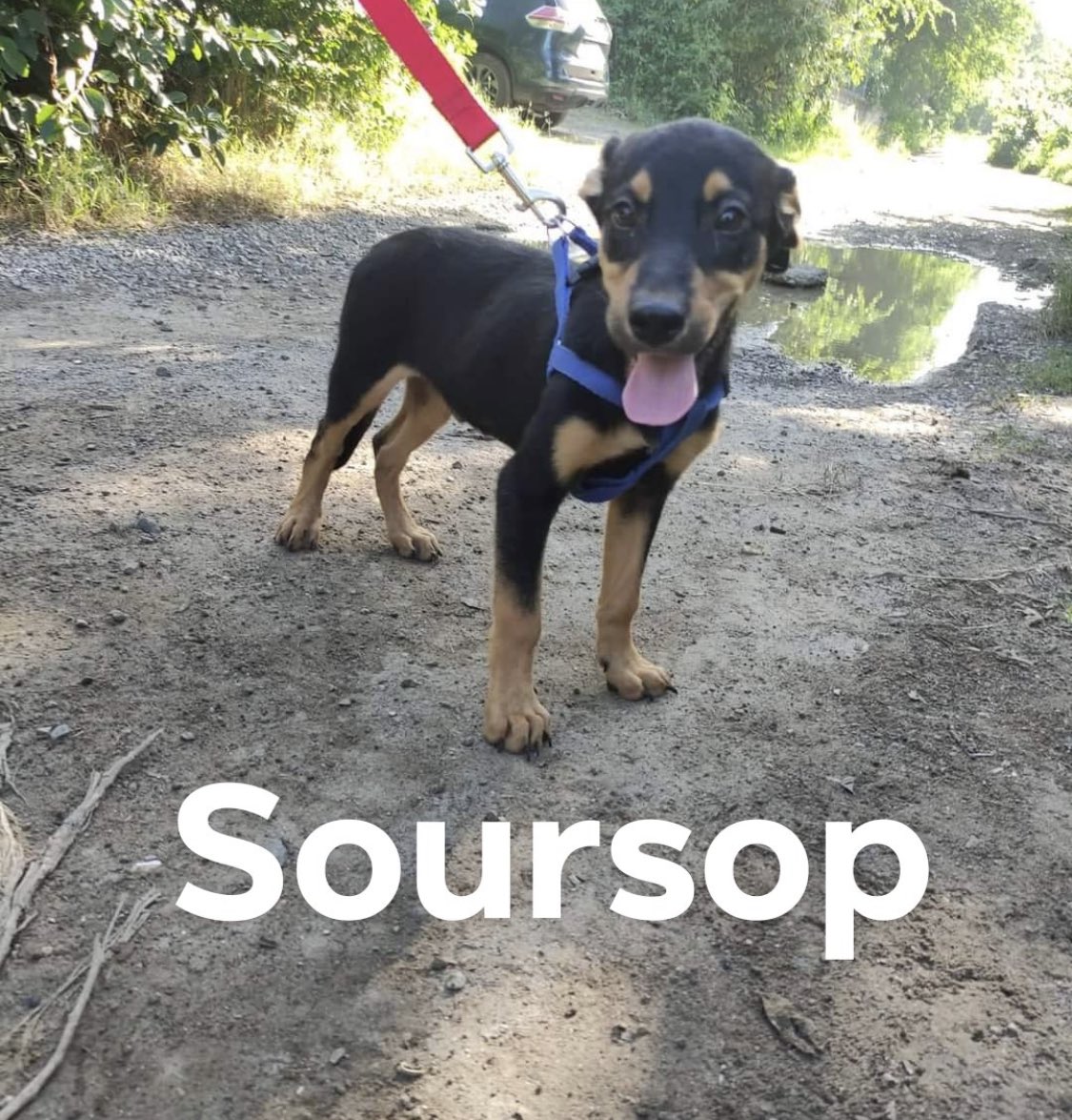 BrunoProjectSL's tweet photo. We can’t figure out how or why this sweet boy has not found his forever family yet 💔🥺 
#adoptdontshop #RescueDogs #stlucia #usa #potcake #availableforadoption https://t.co/qFaCnaM312