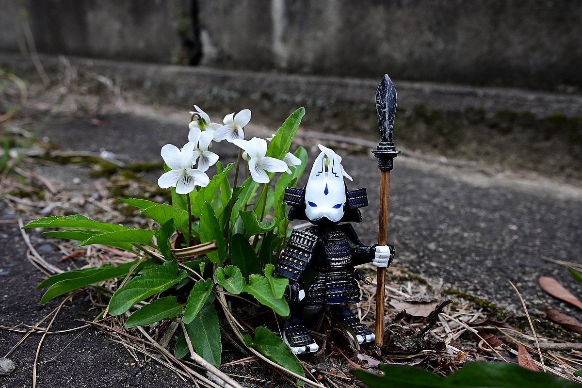 花守り
　　～有明菫（ありあけすみれ）～  　

#電脳大工 さんの   #狐武者 
#オモ写 #キリトリセカイ 
#お写ん歩 #花写真