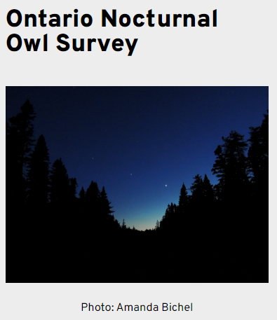 BirdsCanada_ON's tweet image. Volunteer Citizen Scientists are needed in Ontario for the American Woodcock Survey, North American Breeding Bird Survey, Ontario Nocturnal Owl Survey, and Ontario SwiftWatch. birdscanada.org/ontario-volunt… #SwiftWatch #OwlSurvey #BreedingBirdSurvey #Timberdoodles @BirdsCanada