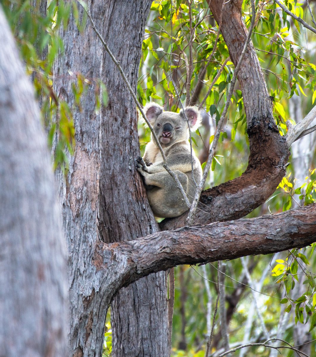 Apple now wants nothing to do with Upper Burdekin wind farm. We urge Twiggy Forrest and @Windlab  to throw the project out – or Forrest will forever have blood on his hands for driving our threatened wildlife closer to extinction. #Koalas #GreaterGliders rainforestreserves.org.au/media-release-…