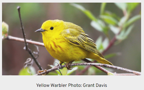 BirdsCanada_ON's tweet image. Volunteer opportunities are available in Ontario for the American Woodcock Survey, North American Breeding Bird Survey, Ontario Nocturnal Owl Survey, and Ontario SwiftWatch. birdscanada.org/ontario-volunt… #SwiftWatch #OwlSurvey #BreedingBirdSurvey #Timberdoodles @BirdsCanada