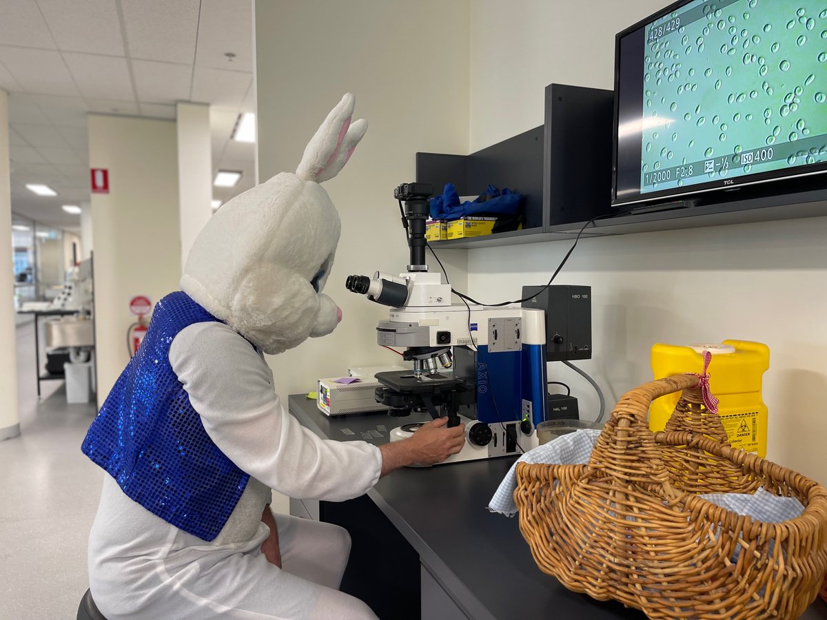 MBGYeastTech's tweet photo. The Easter Bunny made a special appearance at #MicroBioGen...

Whilst hiding easter eggs, he learnt about MicroBioGen's proprietary platform tech for developing yeast for different industries, ranging from #baking &amp; #alternativeproteins to #biofuels, #biochemicals and more. https://t.co/4DtRQgMh80