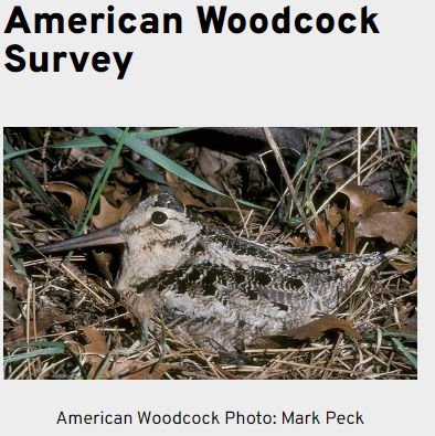 BirdsCanada_ON's tweet image. Citizen Science opportunities are available in Ontario for the American Woodcock Survey, North American Breeding Bird Survey, Ontario Nocturnal Owl Survey, and Ontario SwiftWatch. birdscanada.org/ontario-volunt… #SwiftWatch #OwlSurvey #BreedingBirdSurvey #Timberdoodles @BirdsCanada