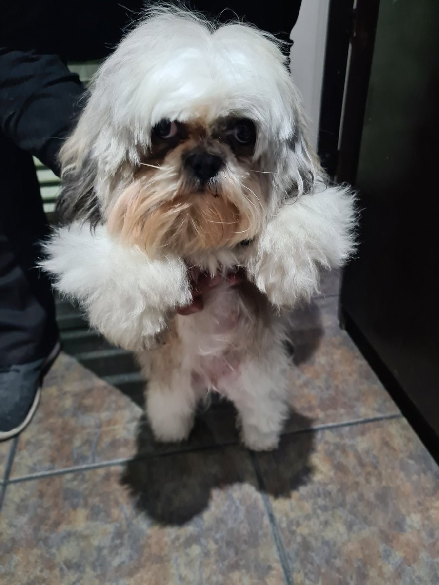 gerardopiza's tweet photo. Hace aproximadamente 2 horas apareció en Pedro Romero de Terreros esta perrita.
No trae collar pero parece recién bañada.
Si alguien la identifica favor de mandar DM
Podrías darle RT @En_laDelValle https://t.co/Y1aOK4IGcM