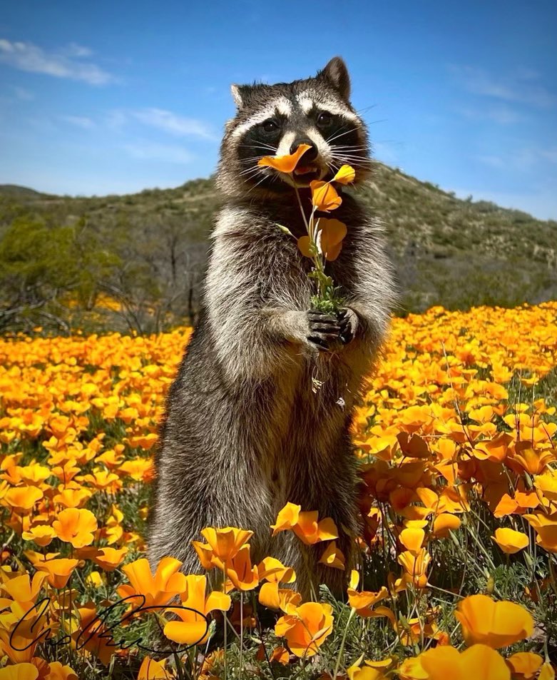 CRankinit69's tweet photo. You have been visited by flower boy Oliver, he got you a little something to make your day better :) https://t.co/2d0UeHmWLH