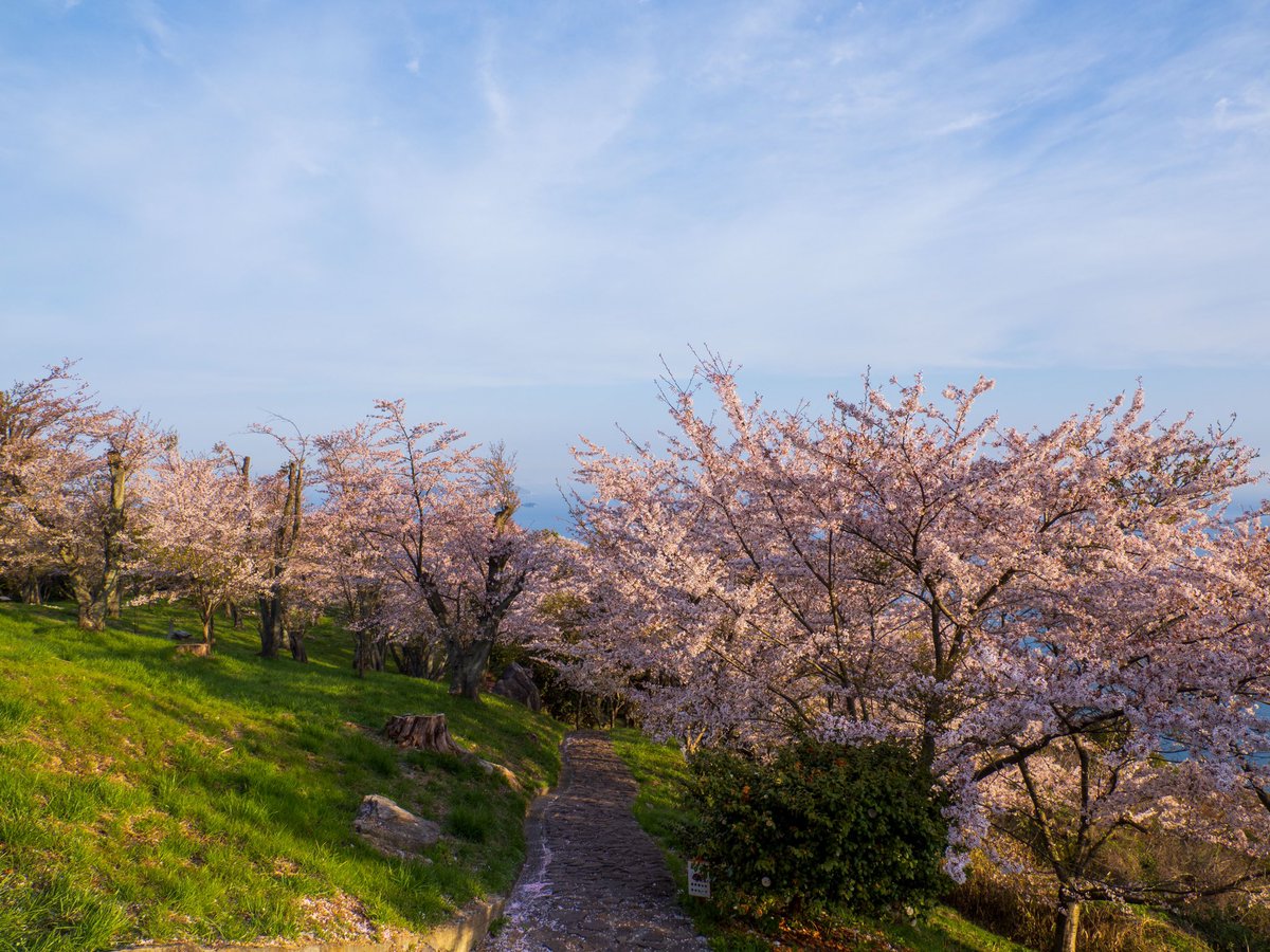 ugutaro2's tweet photo. 香川県紫雲出山の桜🤗
葉桜もちらほらあったけど
瀬戸内海と桜のコラボが美しい💯
#香川県　
#紫雲出山　
#桜　
#私の作品もっと沢山の人に広がれ祭り　
#写真で奏でる私の世界　
#写真で残したい風景　
#キリトリセカイ　
#ファインダー越しの私の世界　
#om1 https://t.co/20CYgUH90t