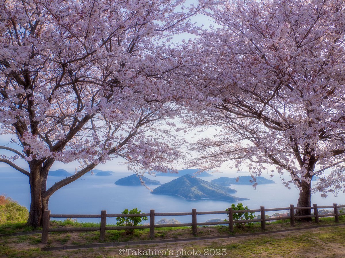 ugutaro2's tweet photo. 香川県紫雲出山の桜🤗
葉桜もちらほらあったけど
瀬戸内海と桜のコラボが美しい💯
#香川県　
#紫雲出山　
#桜　
#私の作品もっと沢山の人に広がれ祭り　
#写真で奏でる私の世界　
#写真で残したい風景　
#キリトリセカイ　
#ファインダー越しの私の世界　
#om1 https://t.co/20CYgUH90t
