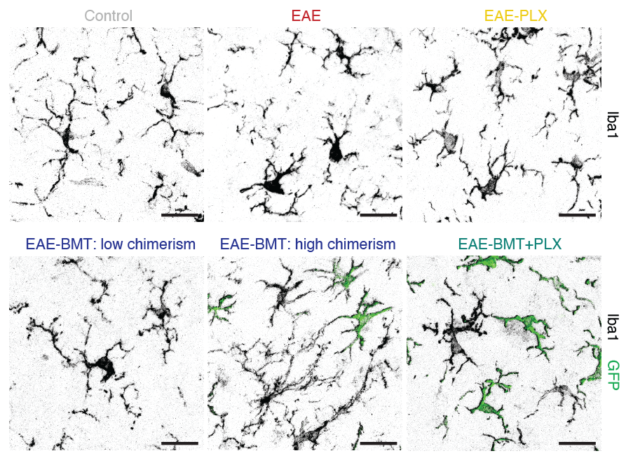 WernigLab's tweet photo. Check out our new paper where we identified a neuroprotective microglial state in chronic EAE enhanced by hematopoietic cell transplantation. Congrats to @marius_mader and team and thanks to our collaborators Larry Steinman and @wysscoray!  https://t.co/VSVEjF2Pa1 https://t.co/DTQyuhaCOU