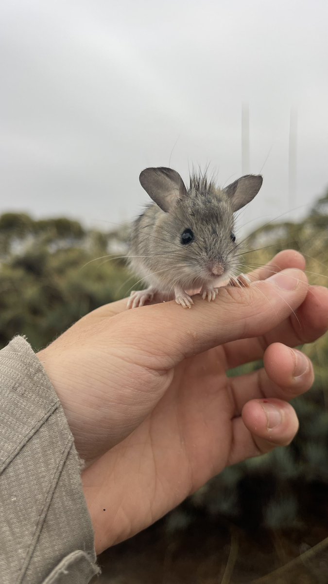 A selection of cute mammals from recent reptile surveys in the Victorian mallee #wildoz 

Common Dunnart
Western Pygmy Possum
Mitchell’s Hopping Mouse 
Silky Mouse