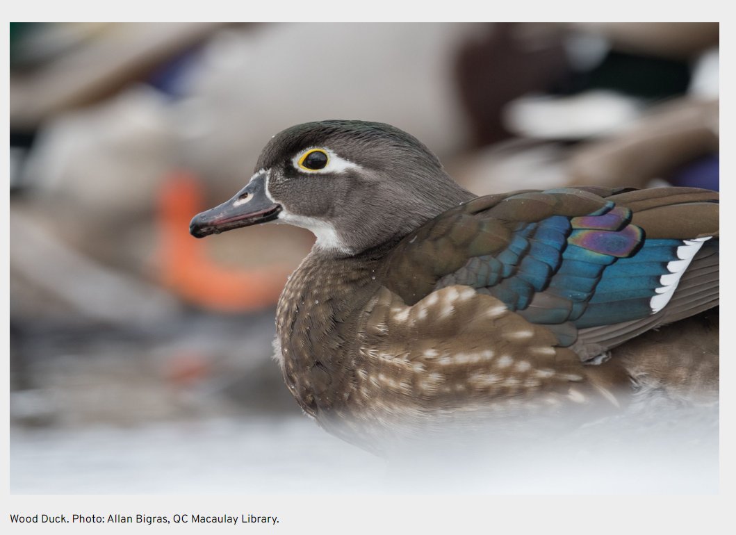 Birds Canada - Ontario Region tweet media