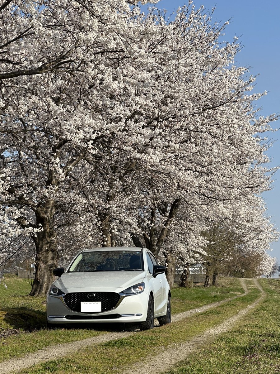 ≪愛車と桜の写真募集≫
ブログで愛車と🌸のショット記事作りたいので、是非皆さんの写真も掲載させて頂きたいです。
メーカー・車種問いませんので、掲載しても良いよって方はリプかDMにお願いします🙇