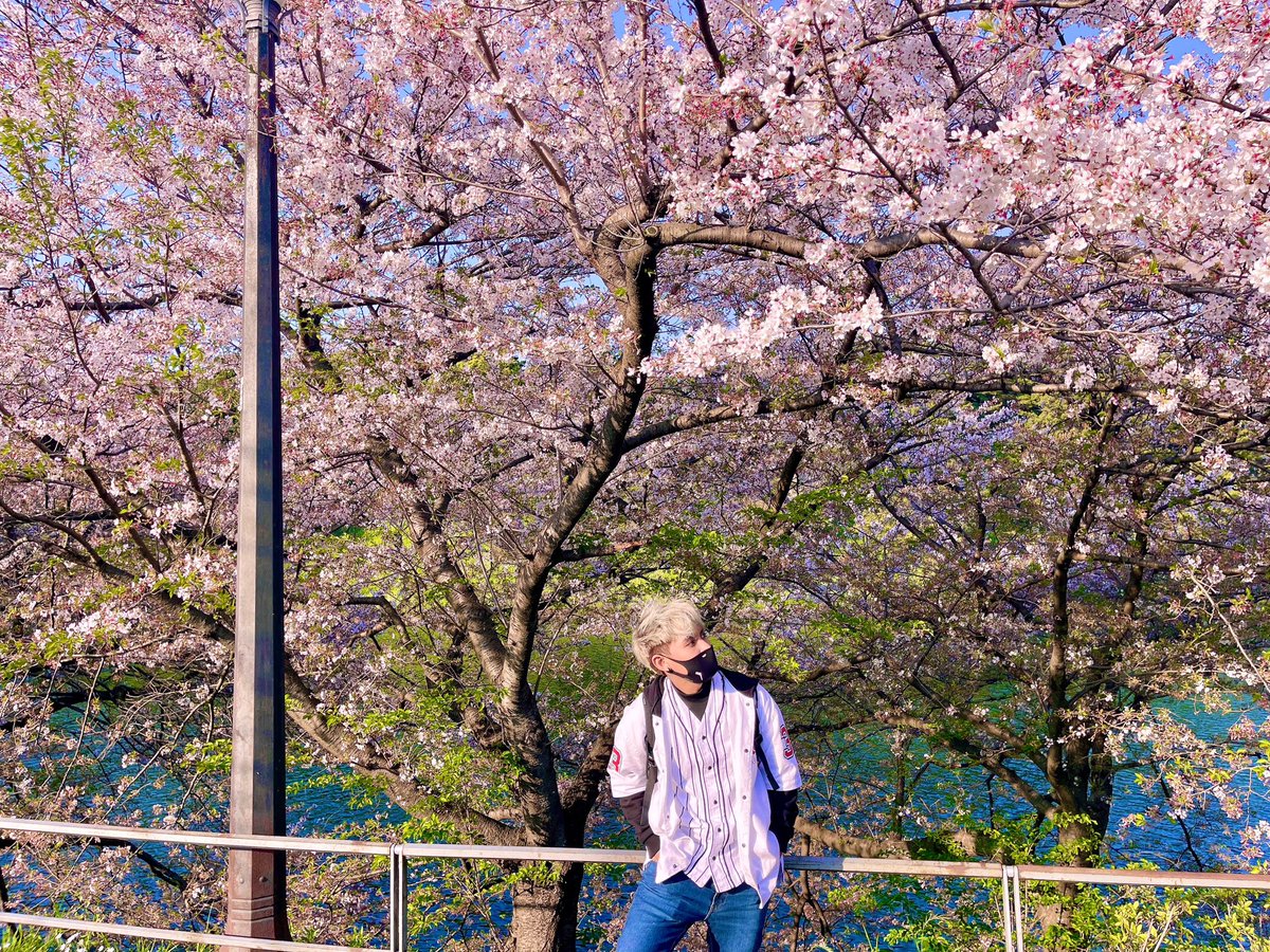 mikkoukun's tweet photo. Japan is so pretty 🌸😍 https://t.co/Y1TzUY8OC5