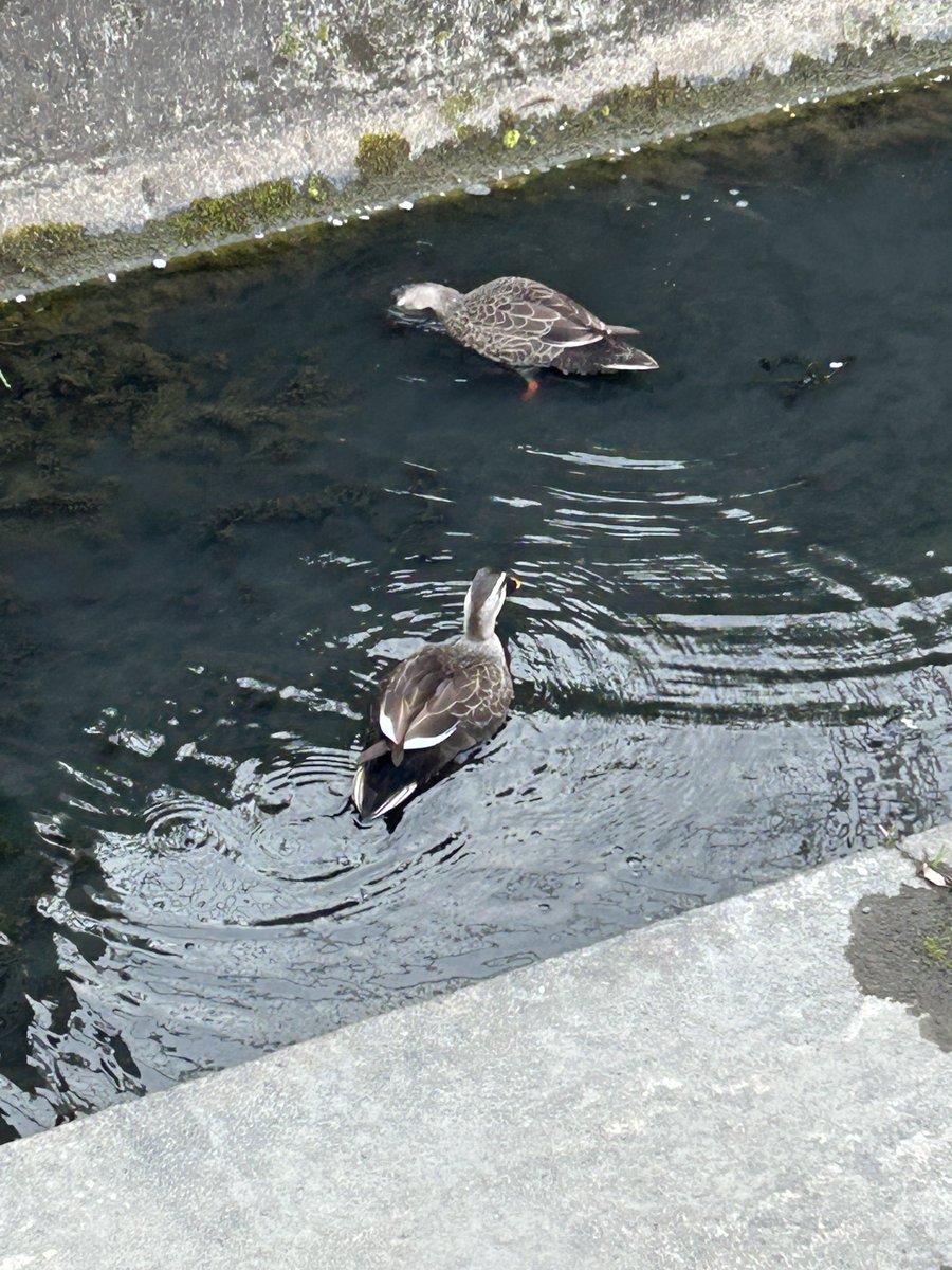 おはようございます
今朝の京都は曇りです☁️

最近犬の散歩中に鴨の夫婦を見ます🦆
いつも一緒に居るので勝手に夫婦設定にしてます
そのうち子鴨も登場しますかね？☺️
毎朝の楽しみなんです！

#企業公式が毎朝地元の天気を言い合う 
#企業公式相互フォロー
#企業公式春のフォロー祭り