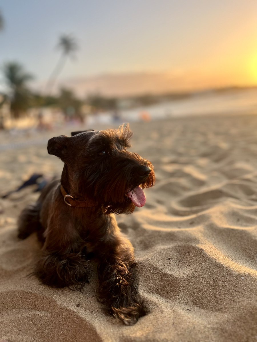 erickjpm05's tweet photo. Life is a Beach 🏝️💛 https://t.co/Z7Gw2OwA0p
