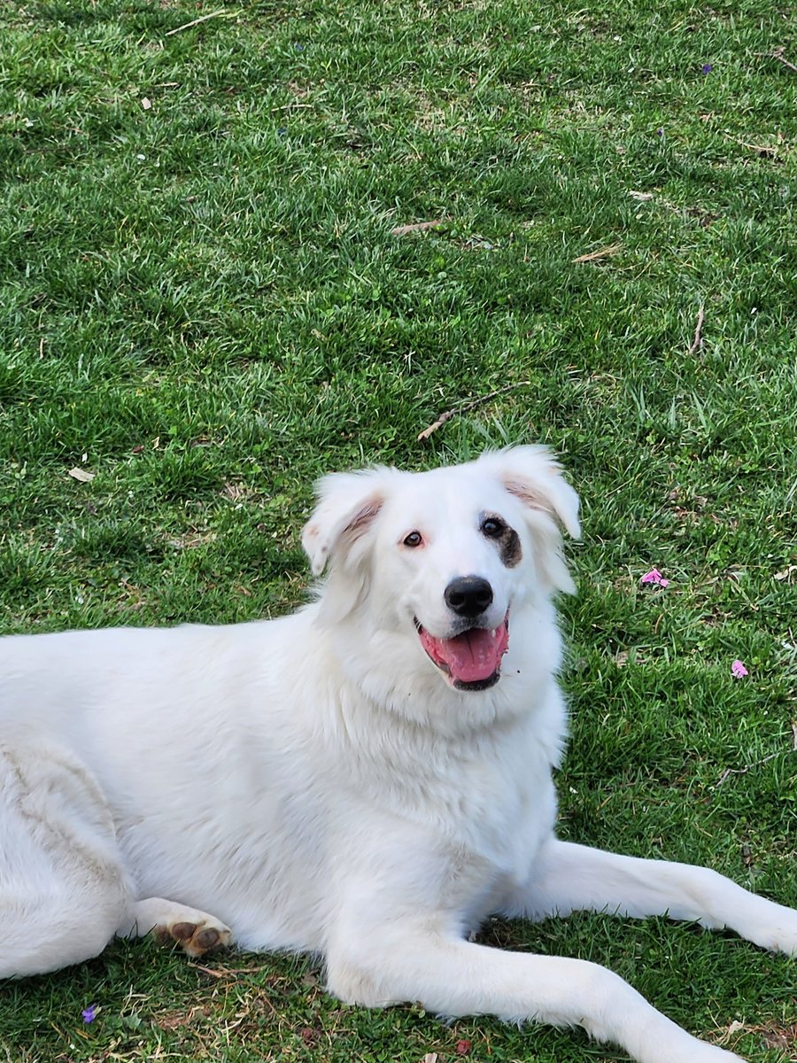 The stars of the show