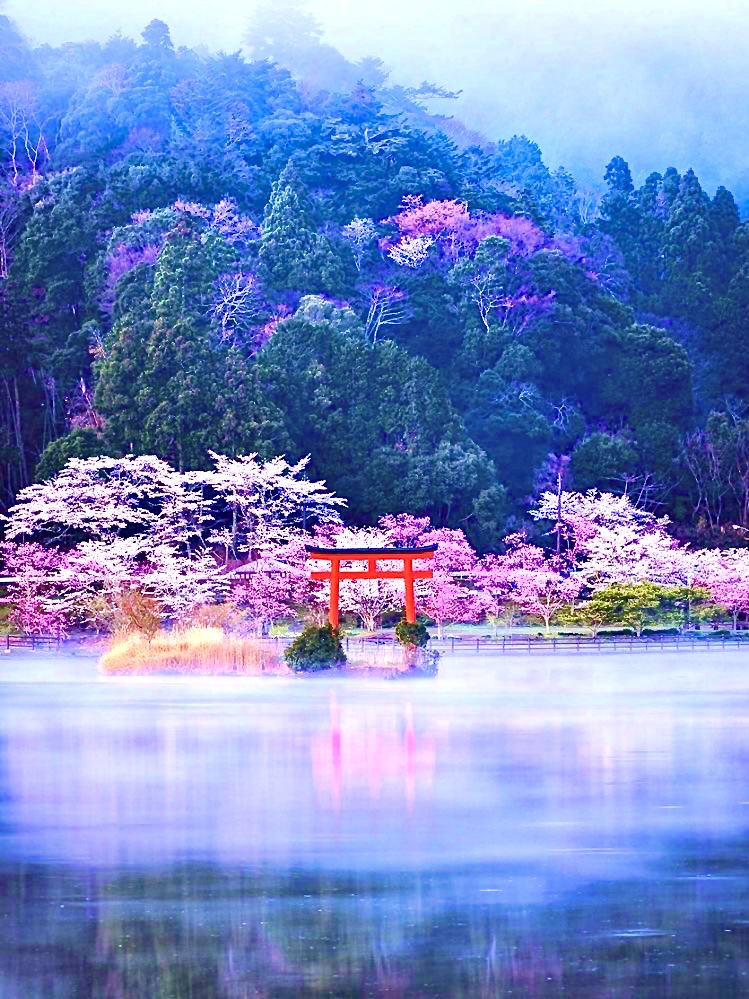 YuriaYoshimiya's tweet photo. 『亀山水天宮』千葉県 日本🇯🇵🗾🏞
   ⛩🌸💜🤍🌿💧💦 https://t.co/ej00lLsKDA