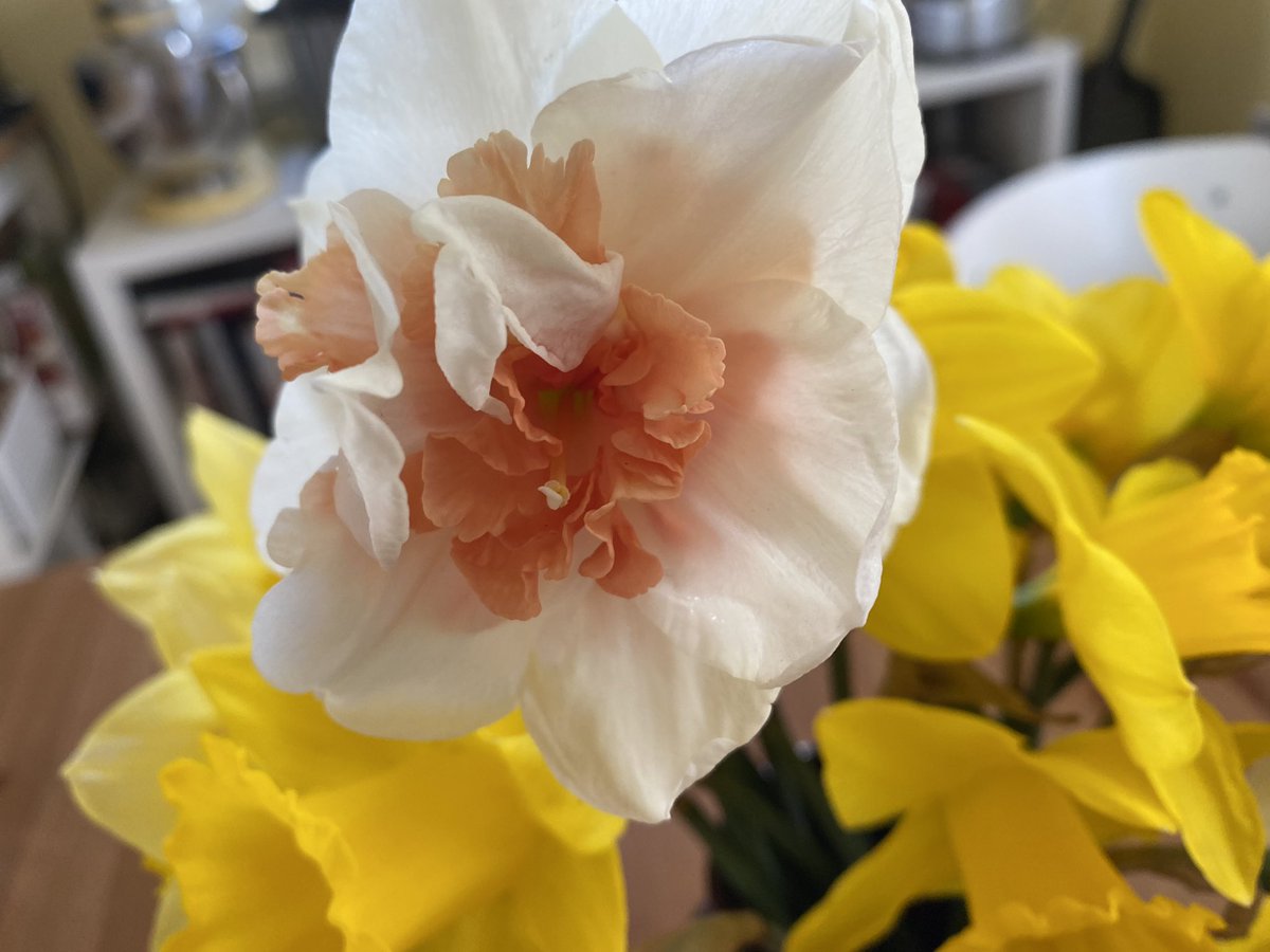HsienJenne's tweet photo. And now I retreat back to my flower fields - every bloom a poem, each n every one 💐 https://t.co/HxUJ3EK5sF