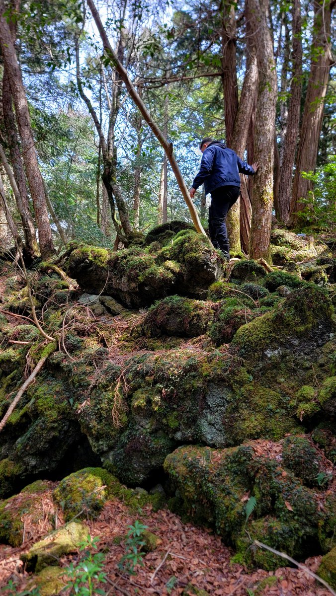 Bry_The_Pilot's tweet photo. Aokigahara Sea of Trees, infamously known as the suicide forest.  Eerily beautiful in very way📍 🇯🇵 https://t.co/7hXyS9yZpi