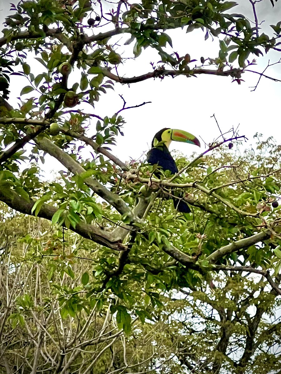 Tucán pico arcoíris, en árbol de cas. La Garita, Alajuela.

📸: Yo