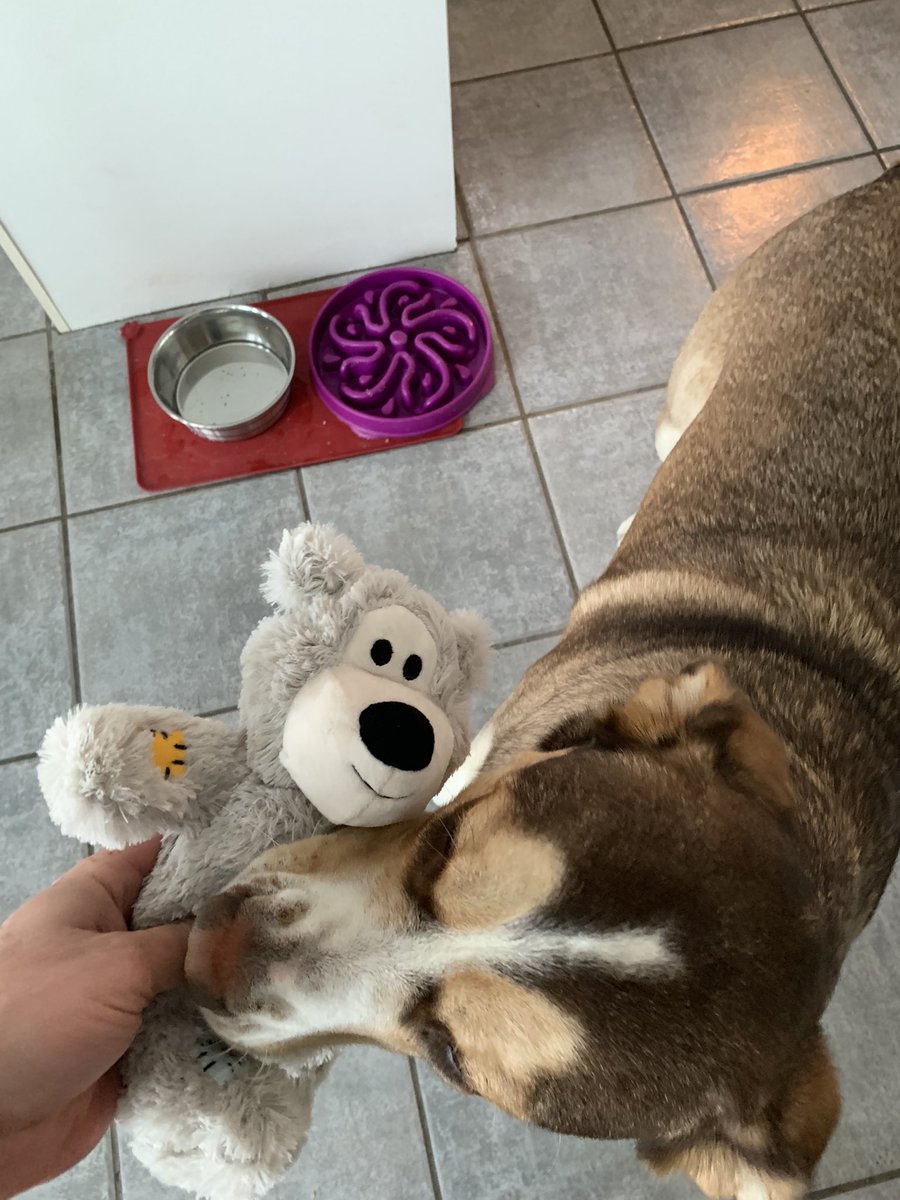 Nova: Ok, Dad was kinda lazy. He put both our Birthday pictures up today even though Whisky had his 3rd birthday last month and mine today. Today I turned 4! Cookies and Stuffies! Best. Day. Ever! 
Whisky has a good day also. #SuperNova #WhiskyJack #dogsoftwitter #AdoptDontShop