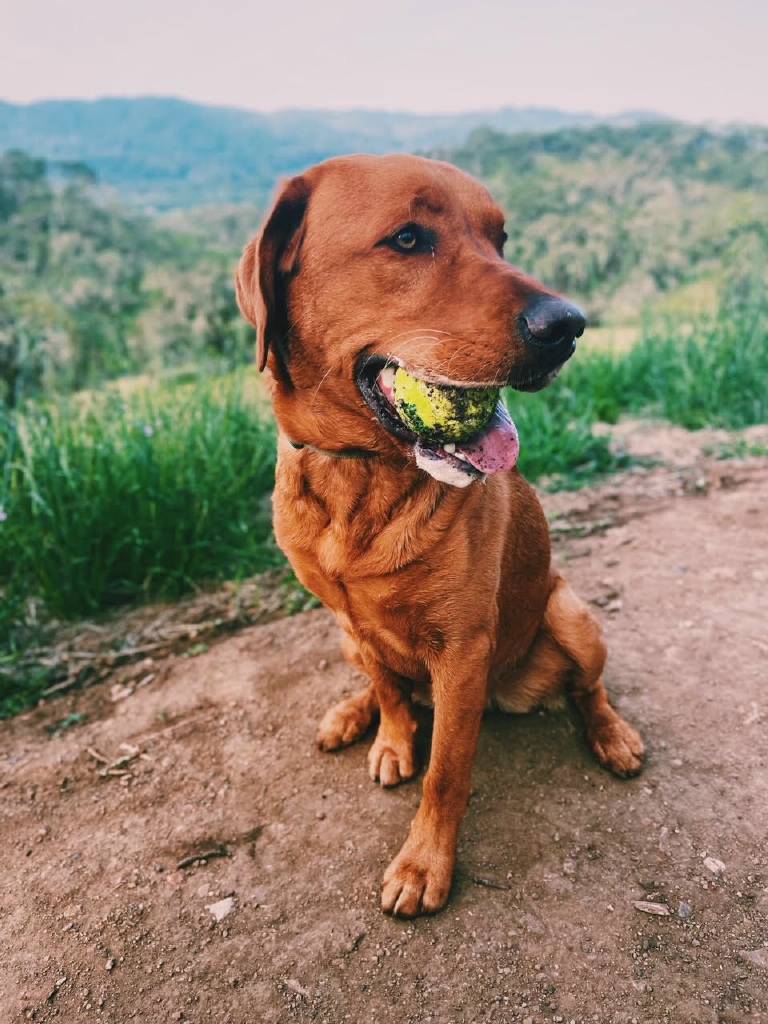 GG_Lab_Rescue's tweet photo. QUINCY  2 Yr Old Red Male Lab 73 Pounds Neutered 
He is a very well loved dog but needs a new home that can give him the time and exercise he needs.  Quincy LOVES to play ball and go for car rides! #goodboy https://t.co/hqrPrivJKh