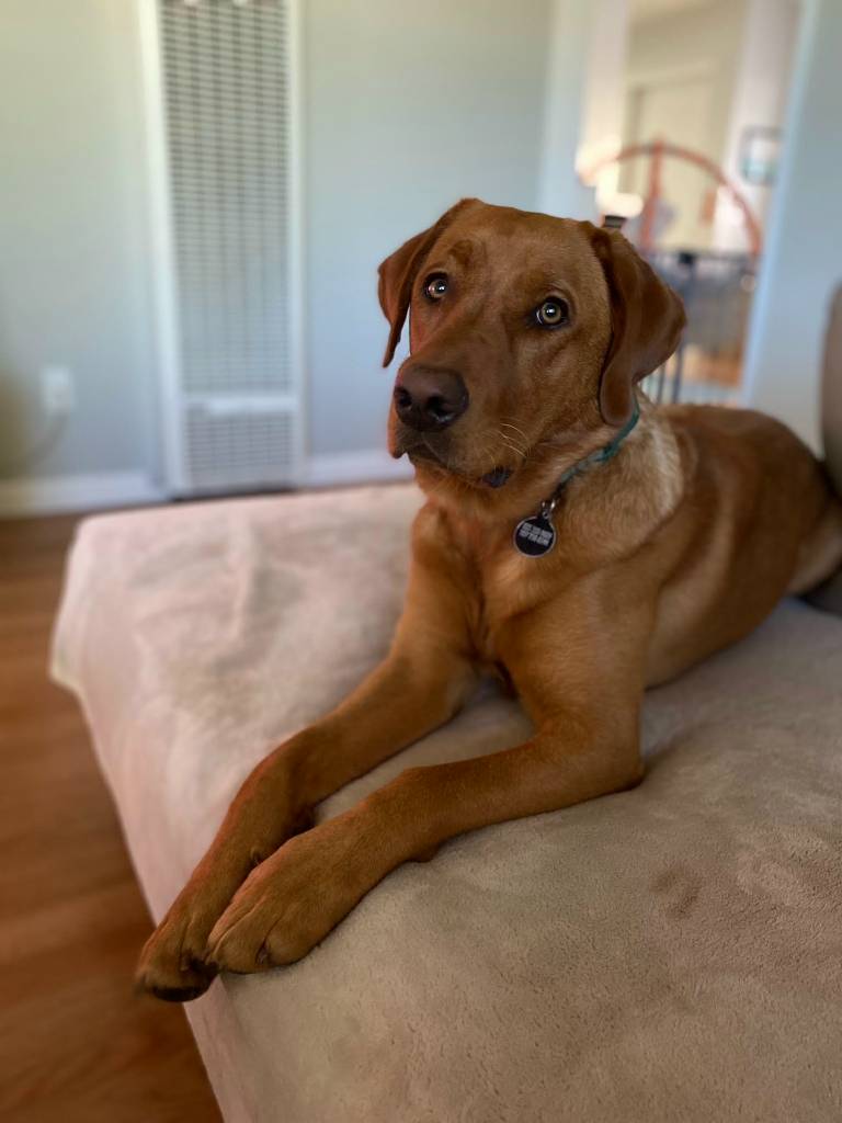 GG_Lab_Rescue's tweet photo. QUINCY  2 Yr Old Red Male Lab 73 Pounds Neutered 
He is a very well loved dog but needs a new home that can give him the time and exercise he needs.  Quincy LOVES to play ball and go for car rides! #goodboy https://t.co/hqrPrivJKh