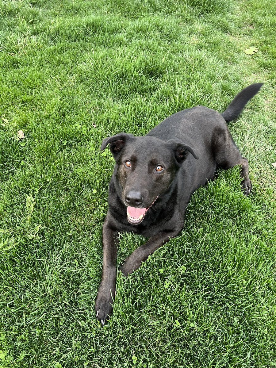 buckel_n's tweet photo. the goodest boy in the greenest grass 💚 https://t.co/ta0tdHgAOu
