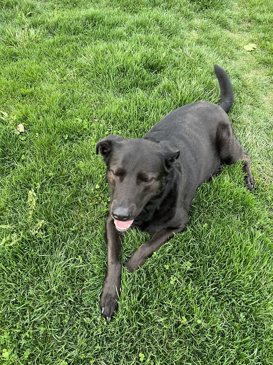buckel_n's tweet photo. the goodest boy in the greenest grass 💚 https://t.co/ta0tdHgAOu