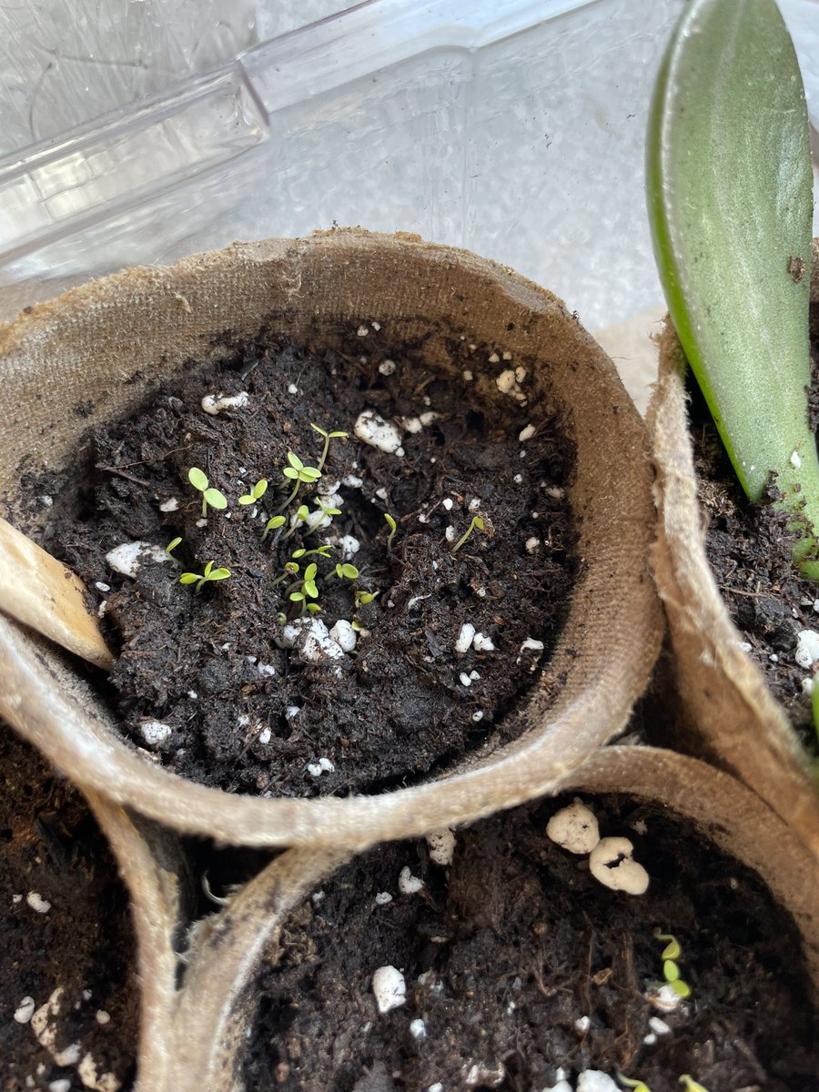 The grade 3’s were over the moon to see the flowers had started to sprout! They’ve been showing great responsibility and dedication ensuring their plants have everything they need 💕 <a href="/pineriveres/">pine river</a>